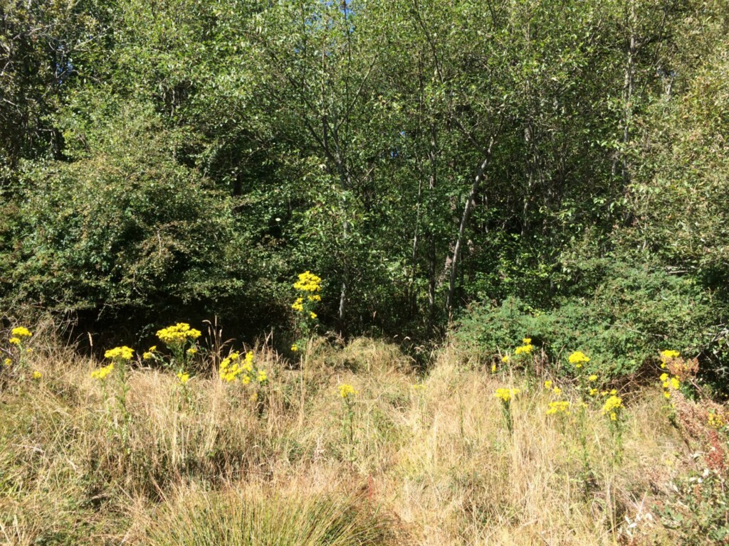 Property Photo: 0 Sealawn Dr WA 98249