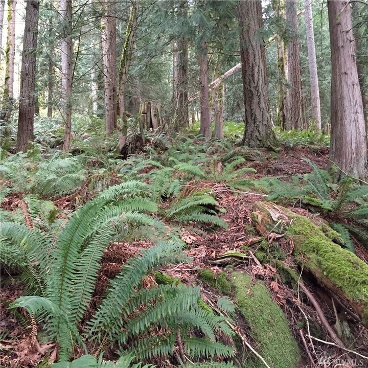 Property Photo:  341 W Alder St  WA 98284 