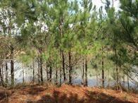 Property Photo: 11605 Kirsten S Ct Court TX 77316