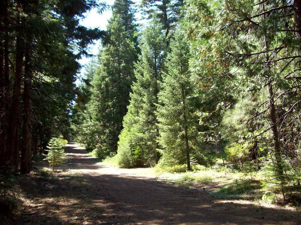 Trail Blazer Rd Lot #7  Shingletown CA 96088 photo