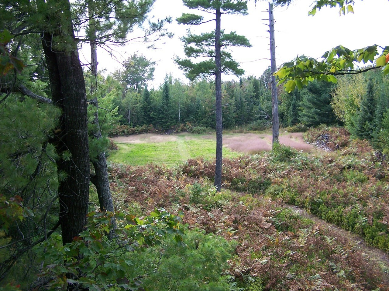 Property Photo: 0 Bates (Parcel 116H) Road 81.54 Acres MI 49759