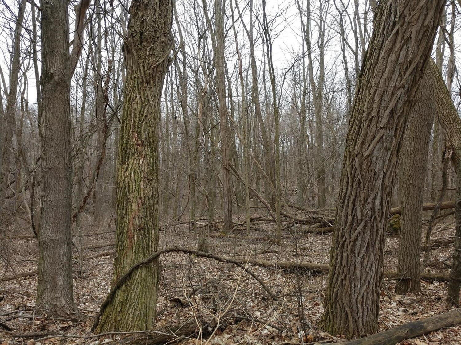 Property Photo:  0 E Morton Road  IN 46371 