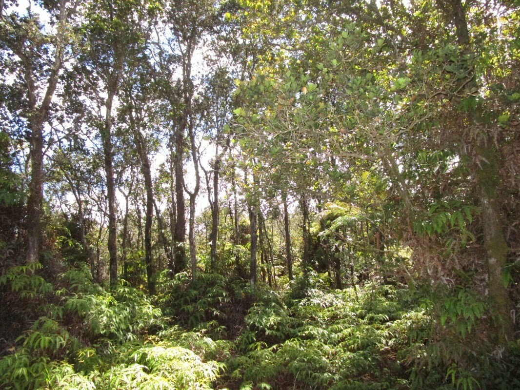 Property Photo:  Mokuna St  HI 96785 