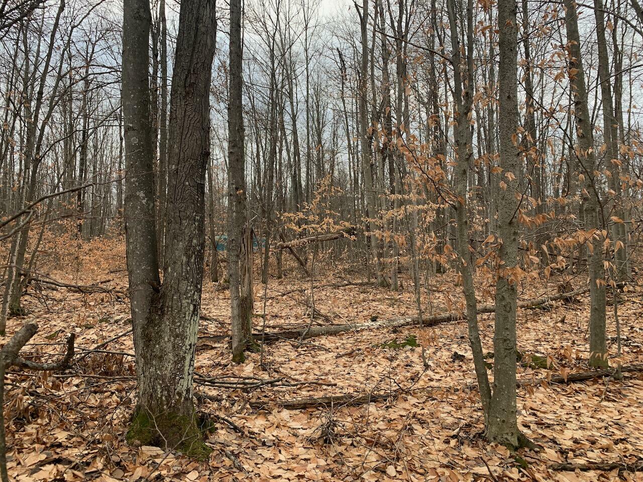 Property Photo:  16230 Wildlife Trail  MI 49799 