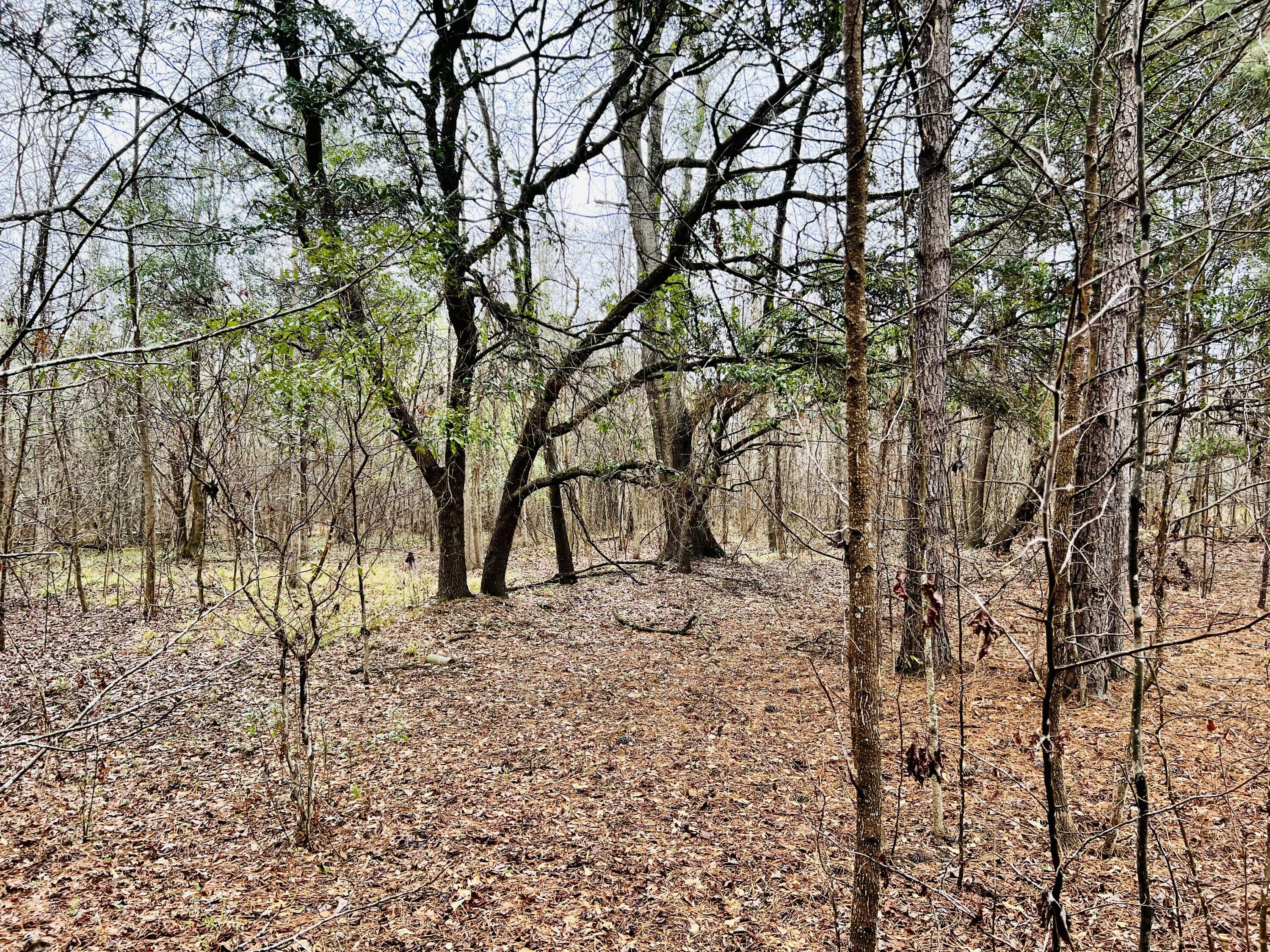 Property Photo:  703 Dennis Ridge Road  SC 29431 