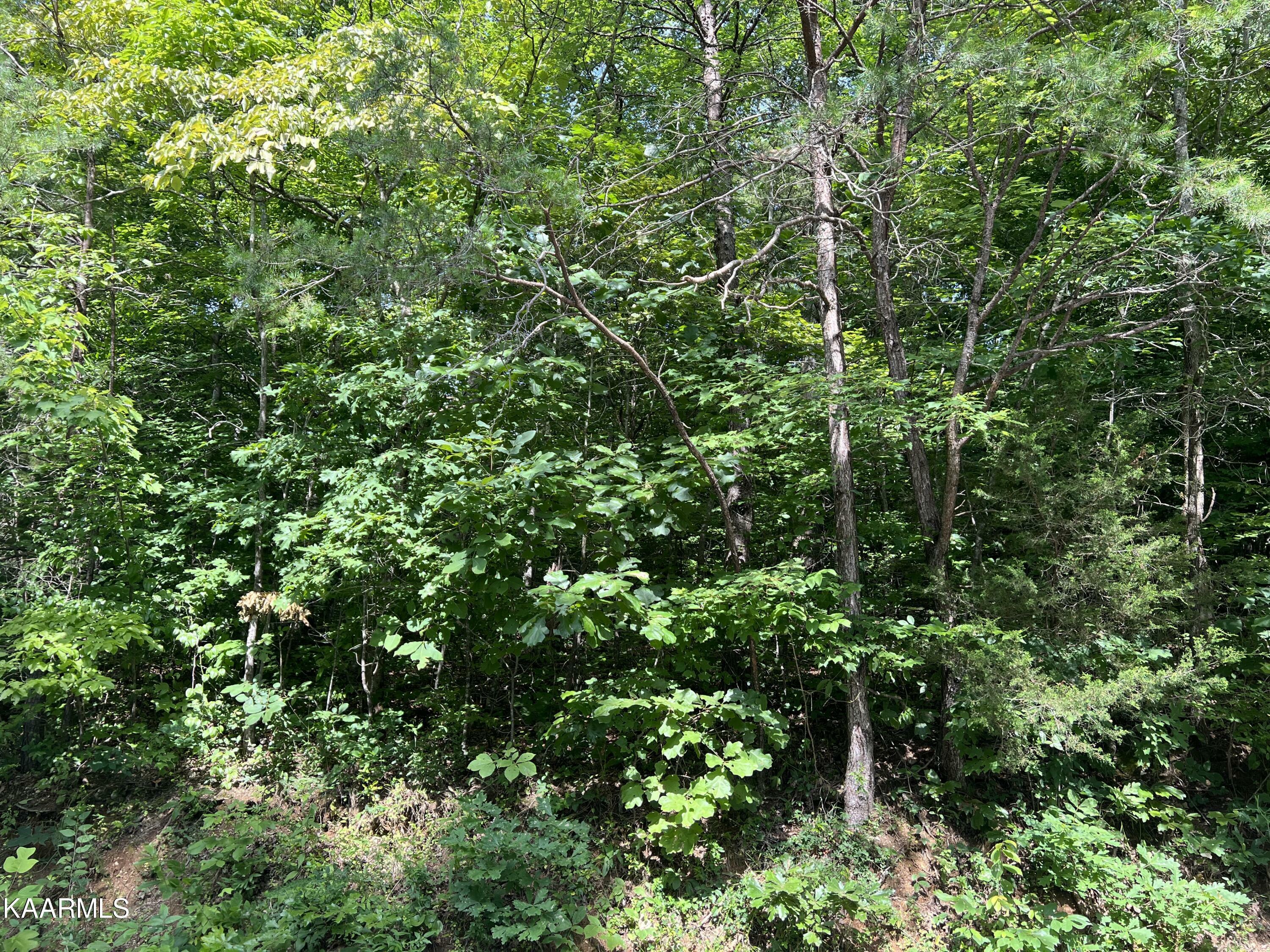 Property Photo:  Jim Lee Ridge Rd  TN 37766 