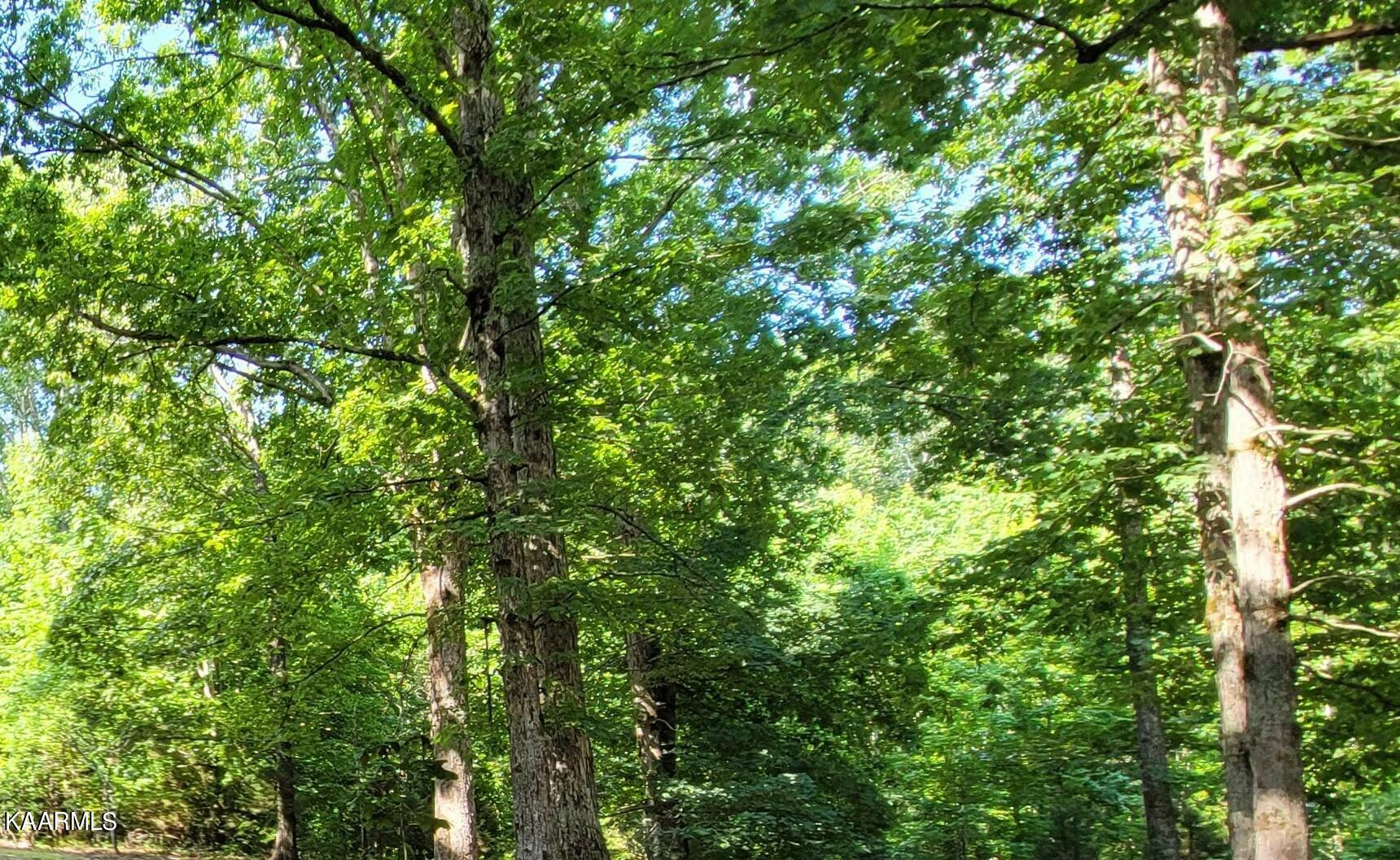 Property Photo: 20 Acres Wasson Rd TN 37880