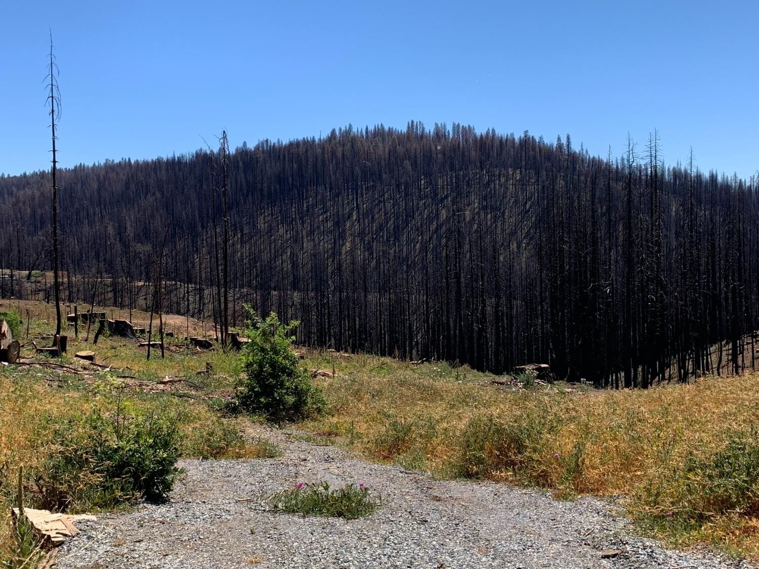 Property Photo:  10300 Grizzly Flat Road  CA 95636 