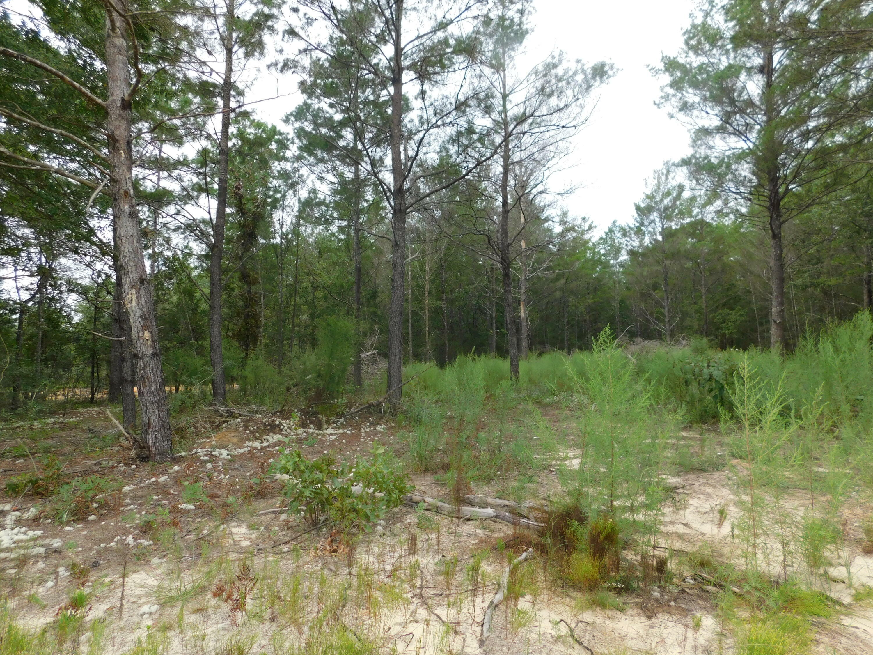 Property Photo:  0000 Kervin Road  FL 32539 