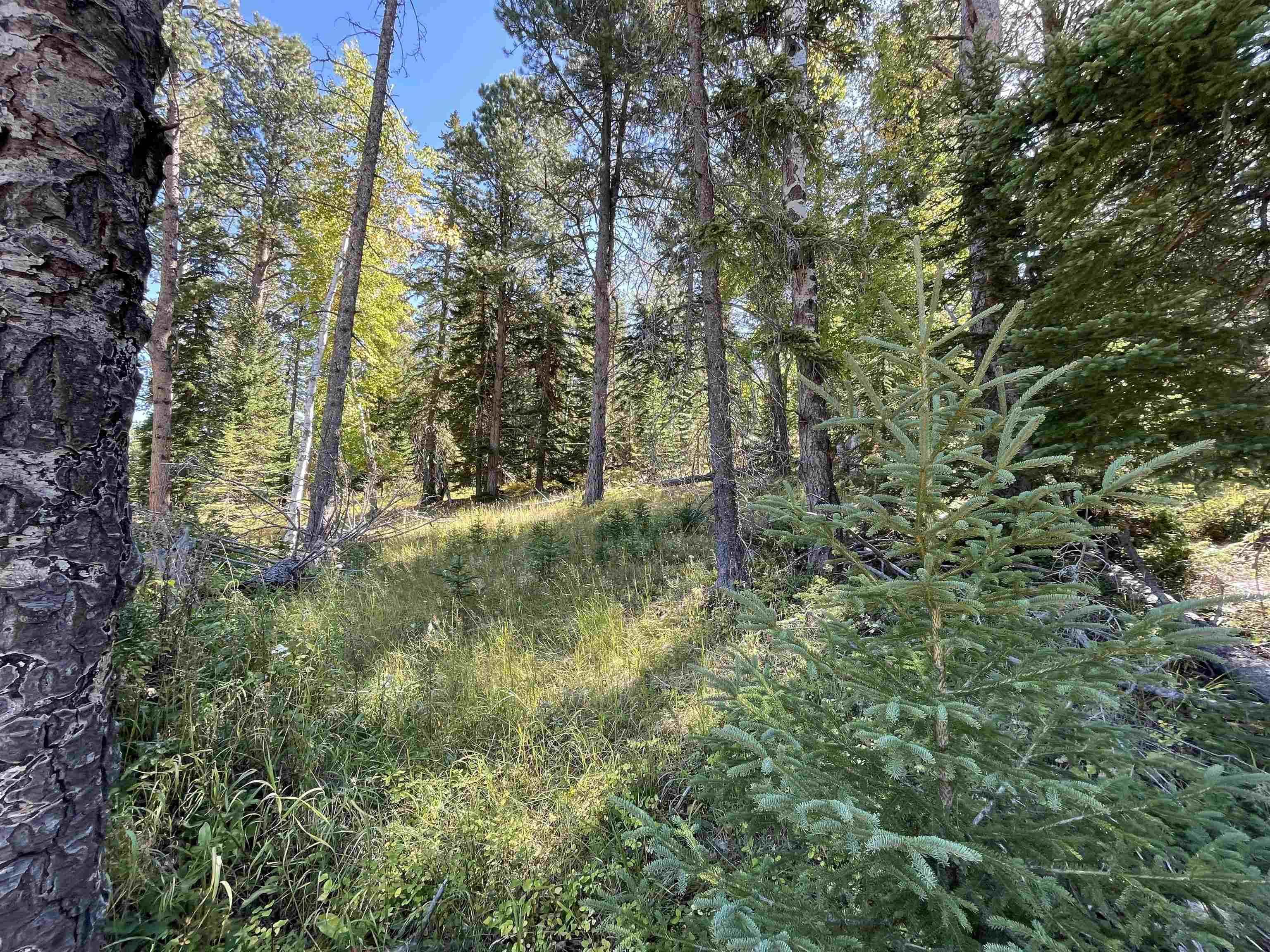 Lot 41 Woodland Springs Road  Lead SD 57754 photo