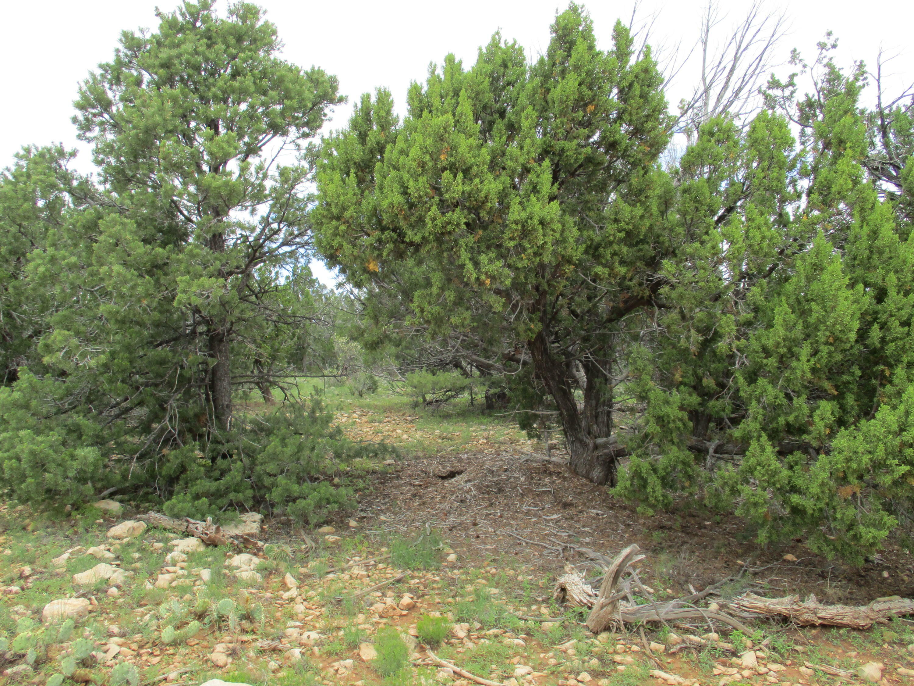 Property Photo:  4262 Sunset Ridge Loop  AZ 86024 