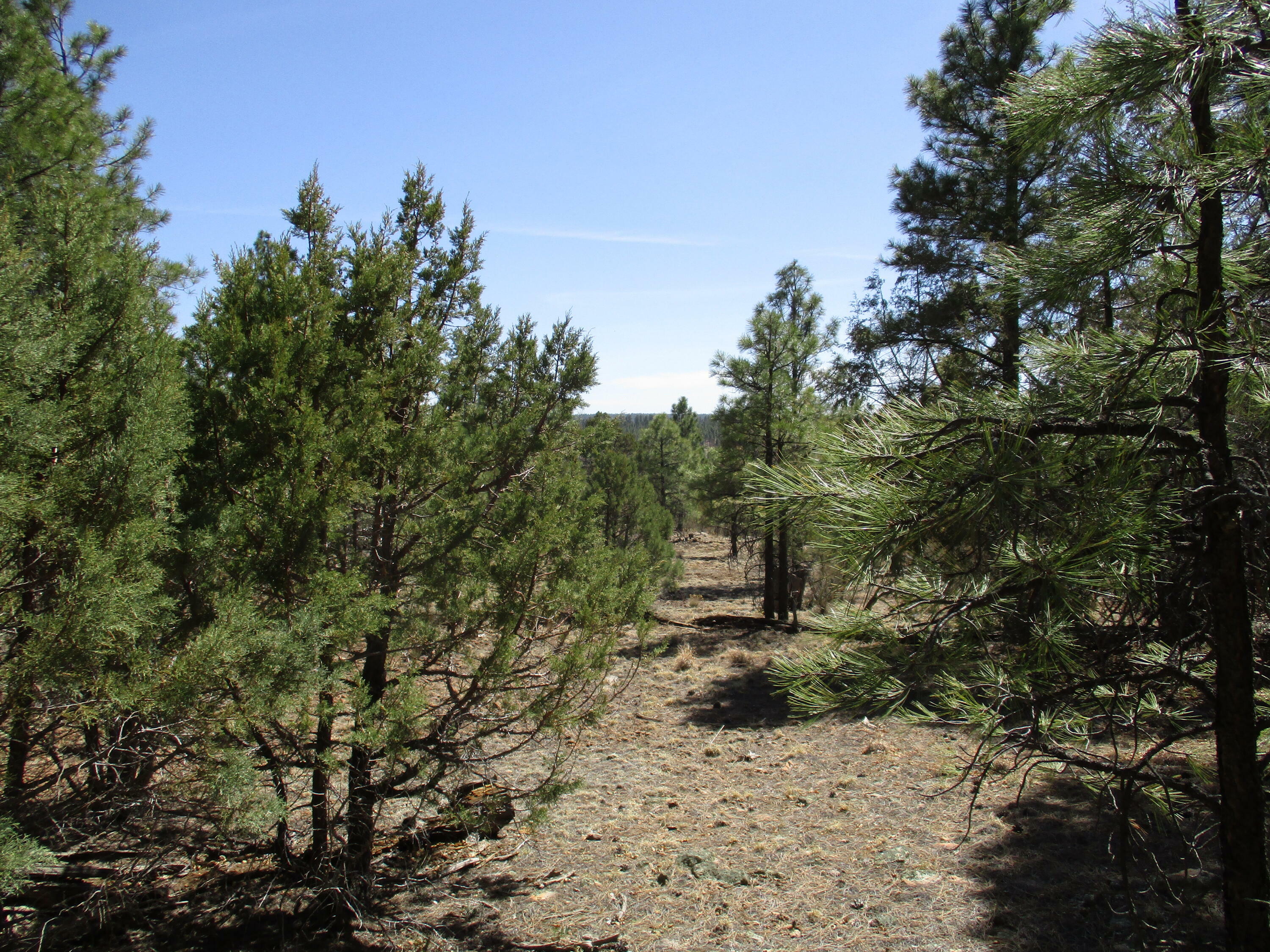 Property Photo:  857 Panther Drive  AZ 86024 