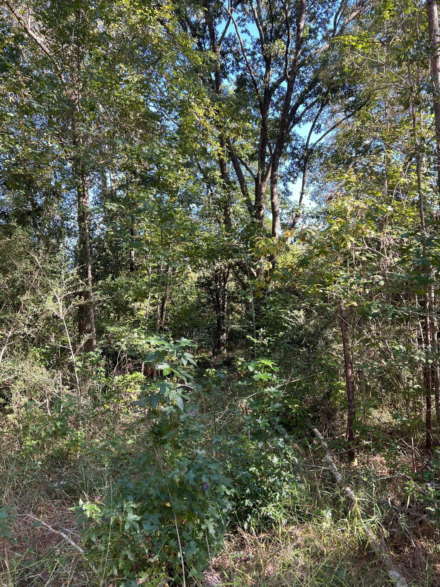 Property Photo:  Lot 3 Jack Road  FL 32567 