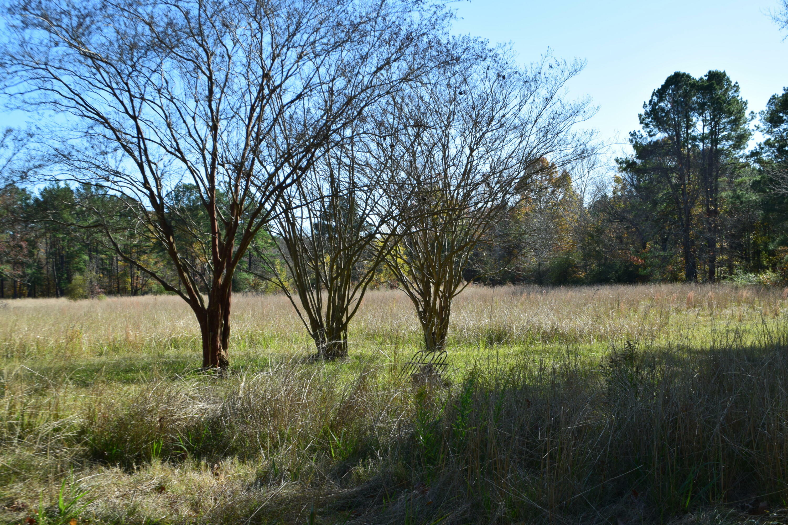 Property Photo:  Leonard Hunt Rd. 3.91 Acres  LA 71446 