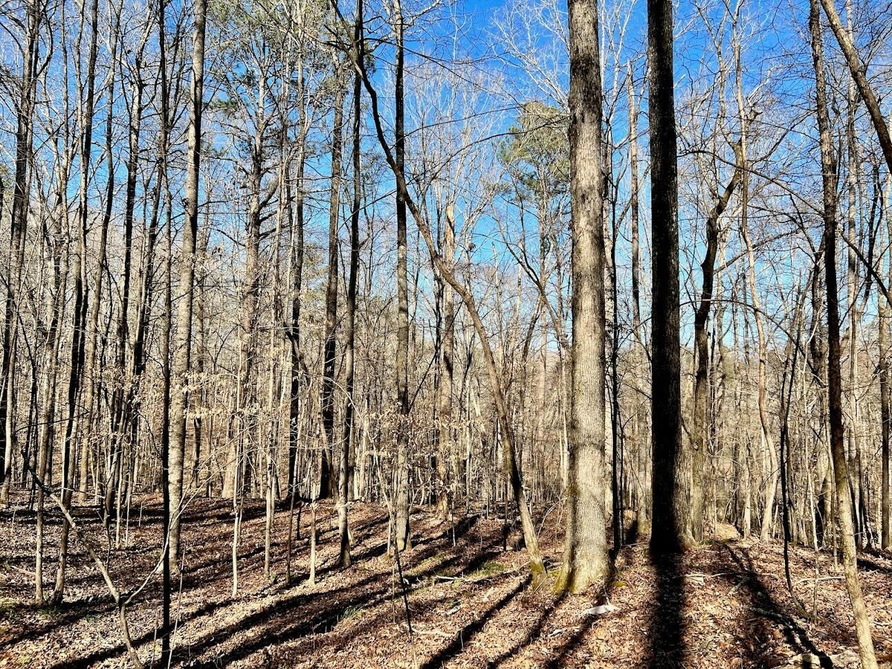 Property Photo: 0 Co Rd 51 AL 35033