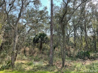 Property Photo:  334 N Dunkenfield Avenue  FL 34429 