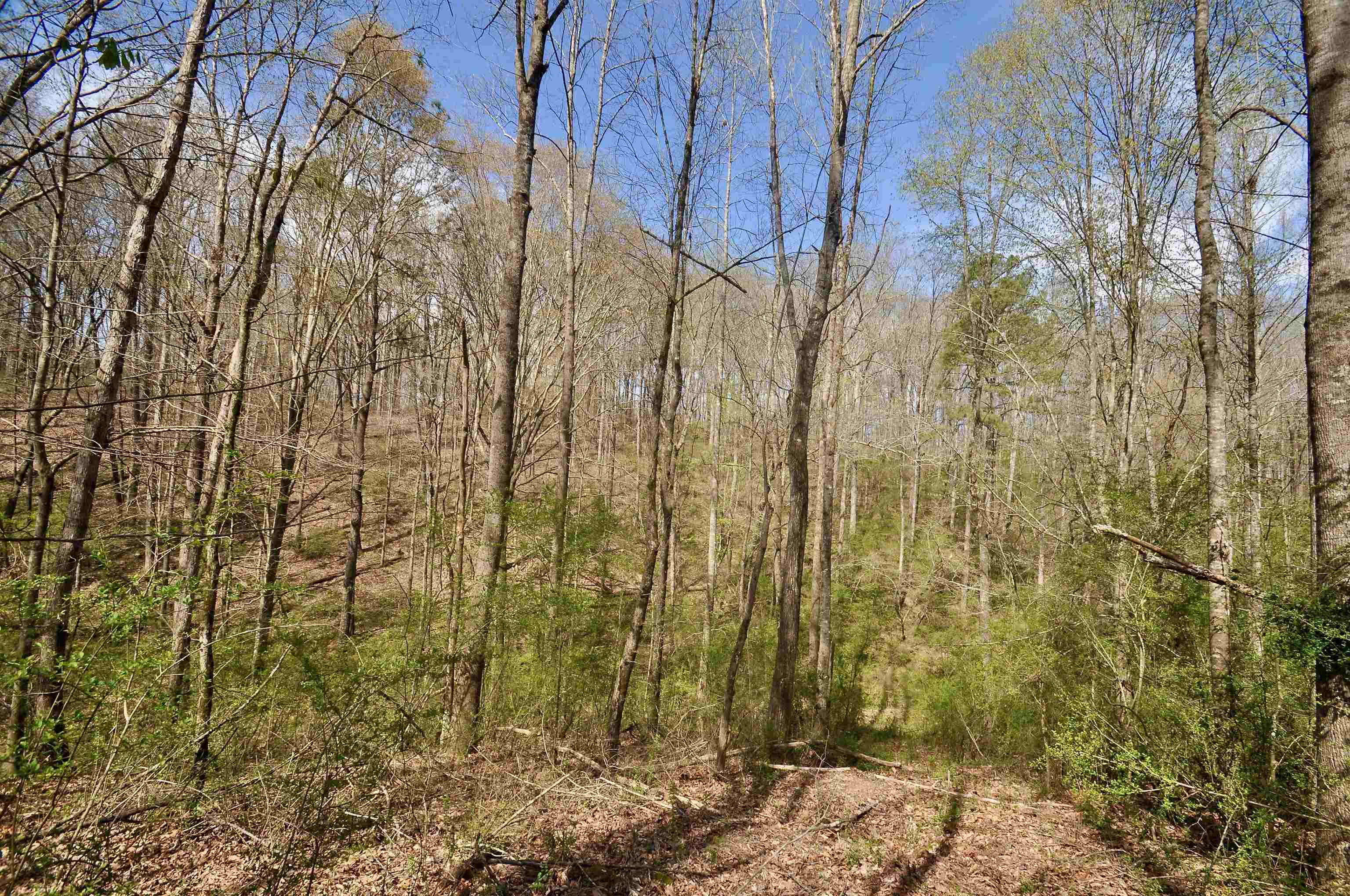 Property Photo:  00 Co Rd 1435  AL 35179 - VINEMONT 