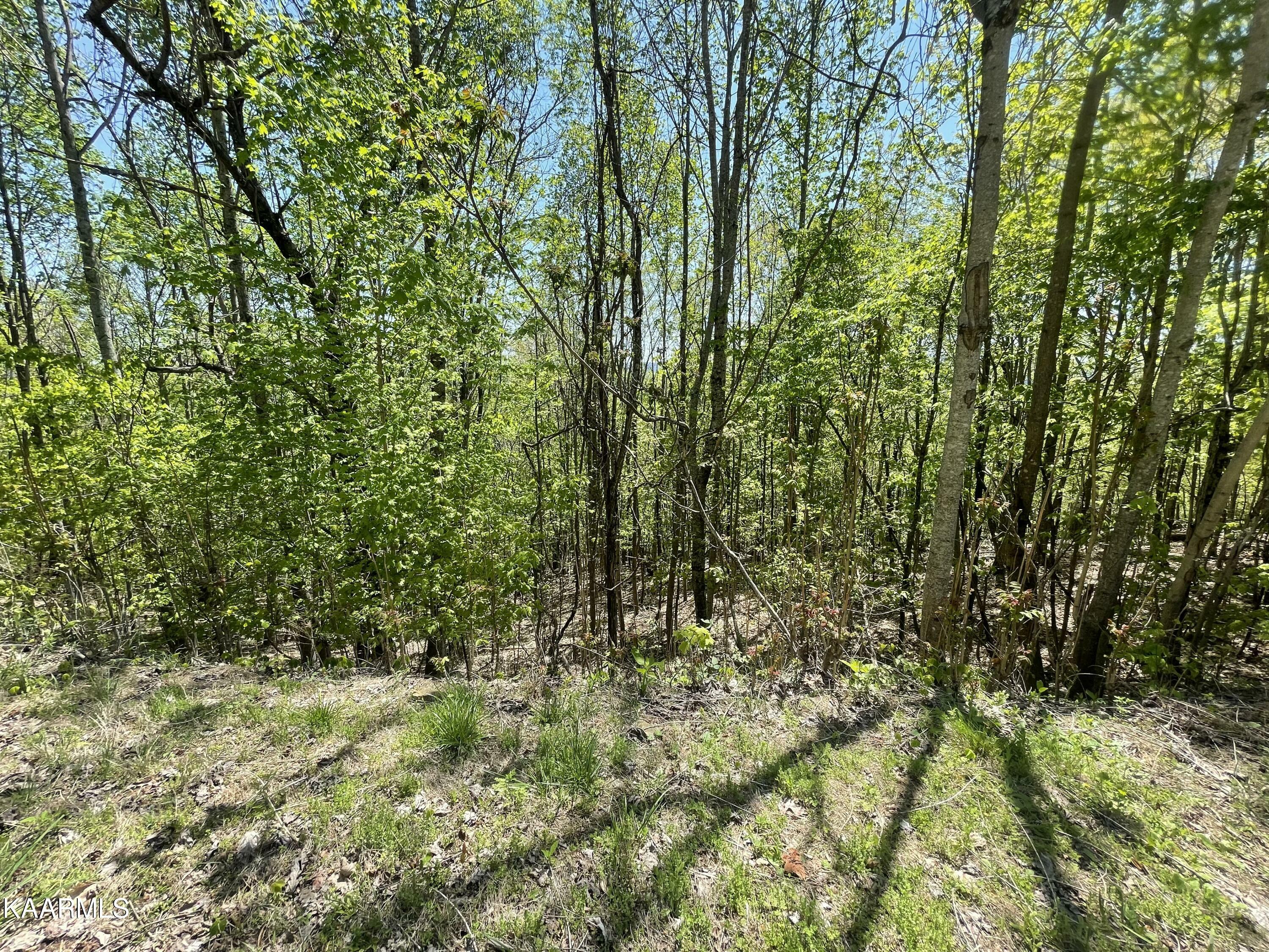 Property Photo:  Chimney Rock Rd  TN 37825 