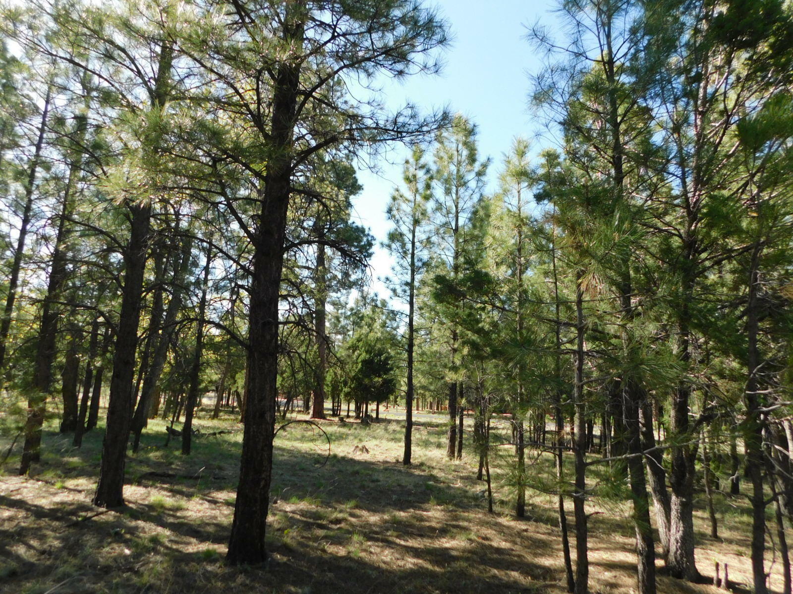 Property Photo:  1809 Sugar Pine Drive  AZ 86024 