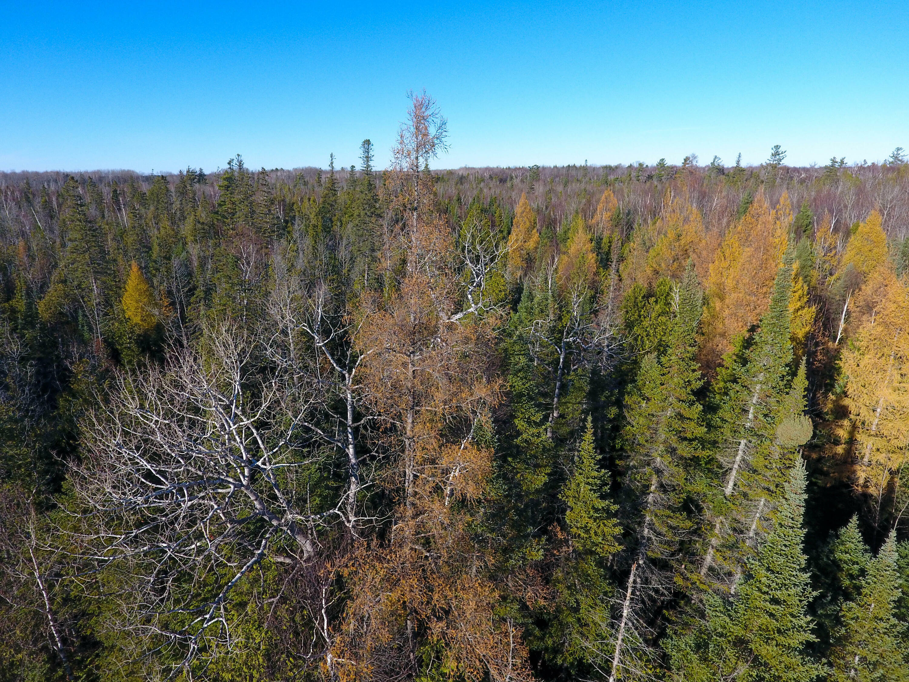 Property Photo:  2801 E Gill Road 38+ Acres  MI 49718 