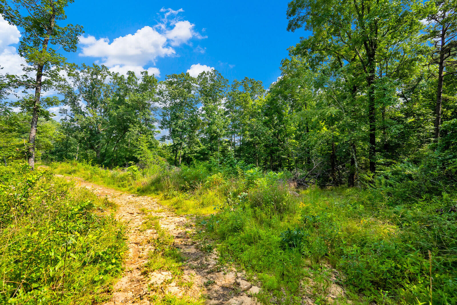 Property Photo:  2561 Trophy Buck Trail  TN 37379 