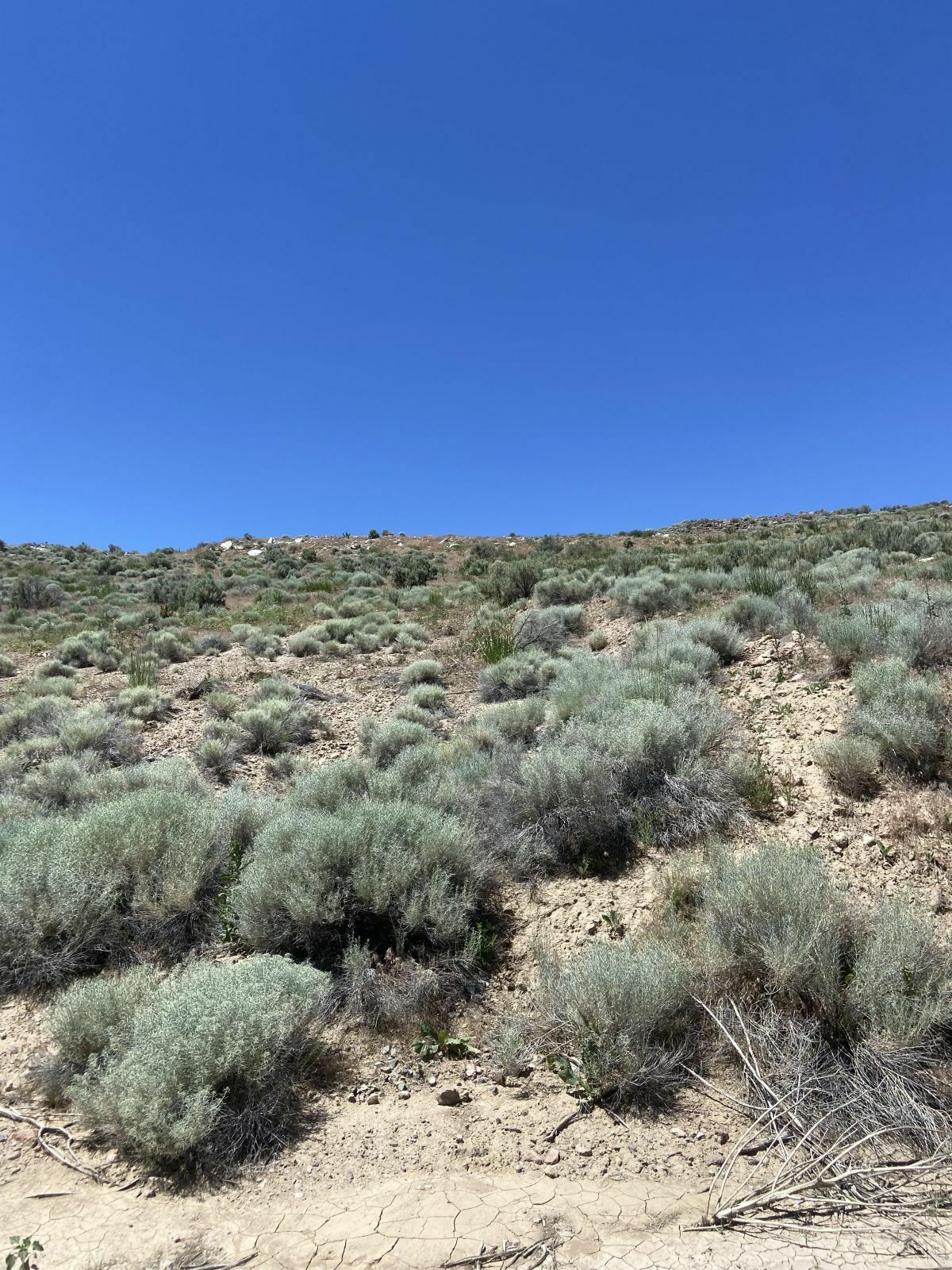 Property Photo:  Primeaux Canyon Road  NV 89822 