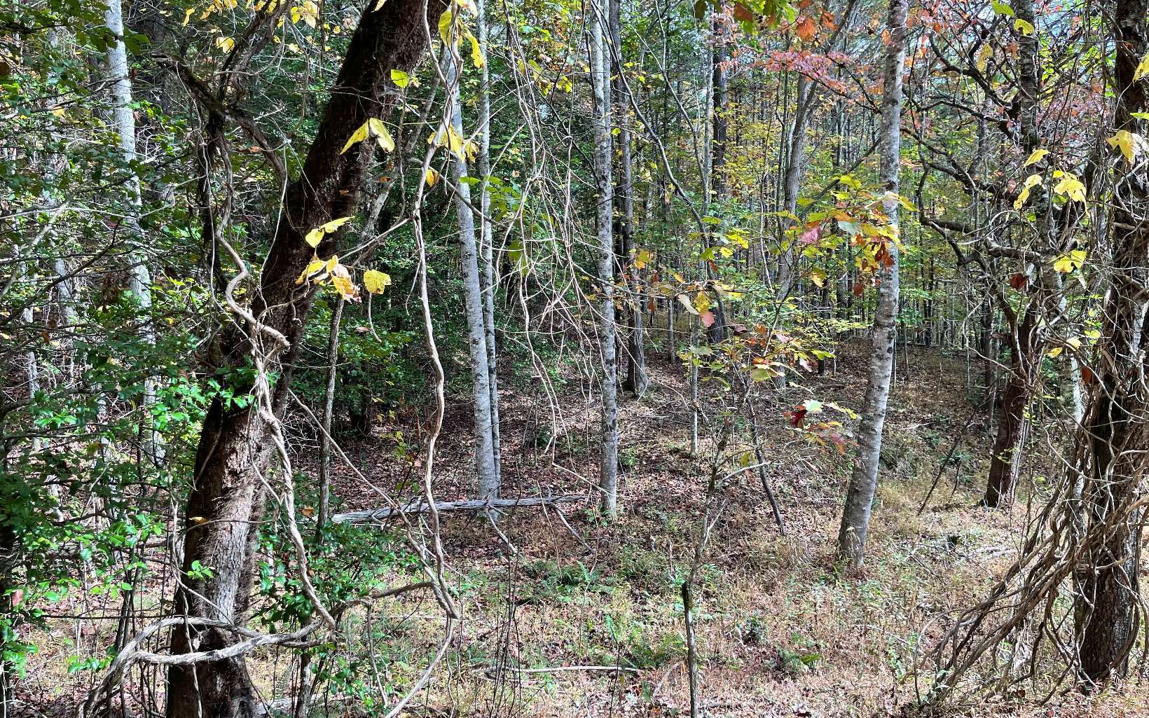 Property Photo:  Tract Pine Trail  NC 28909 