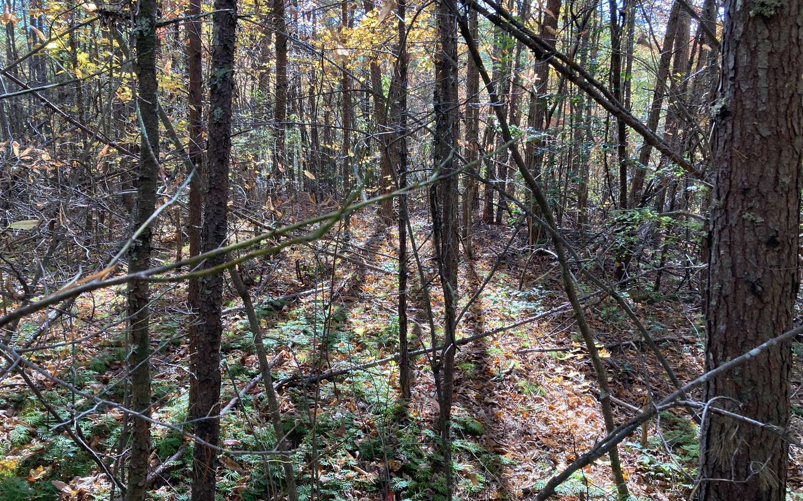 Property Photo:  Tr 2 Liberty Road  NC 28906 