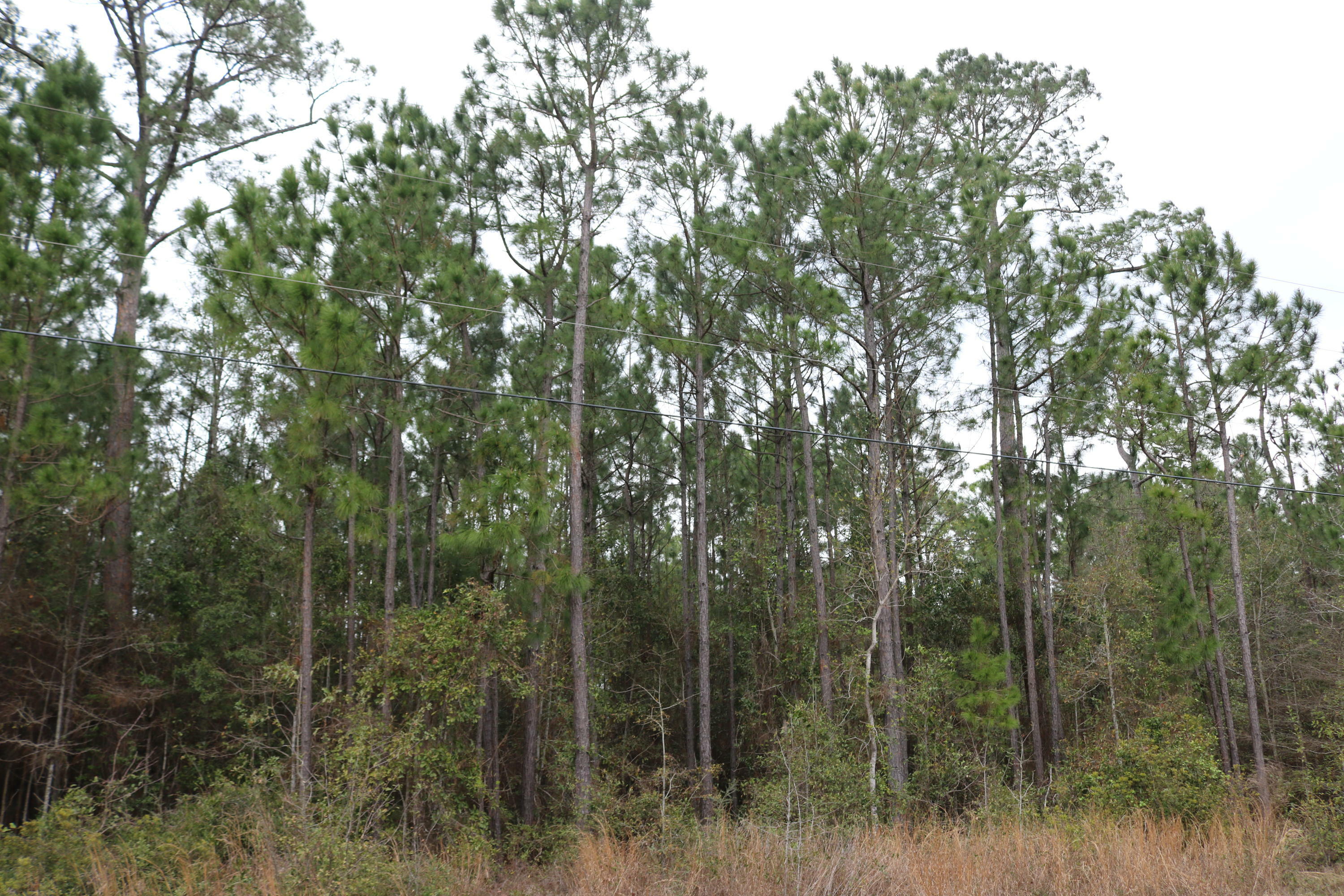 Property Photo:  Lot 13 Harbour Oaks Drive  FL 32583 