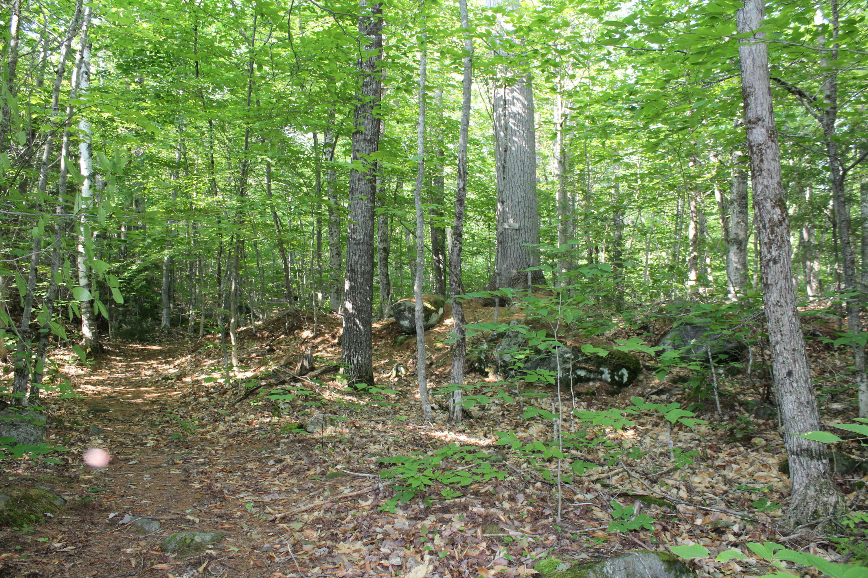 Property Photo:  Lot 45.3 Onawa Road  ME 04443 