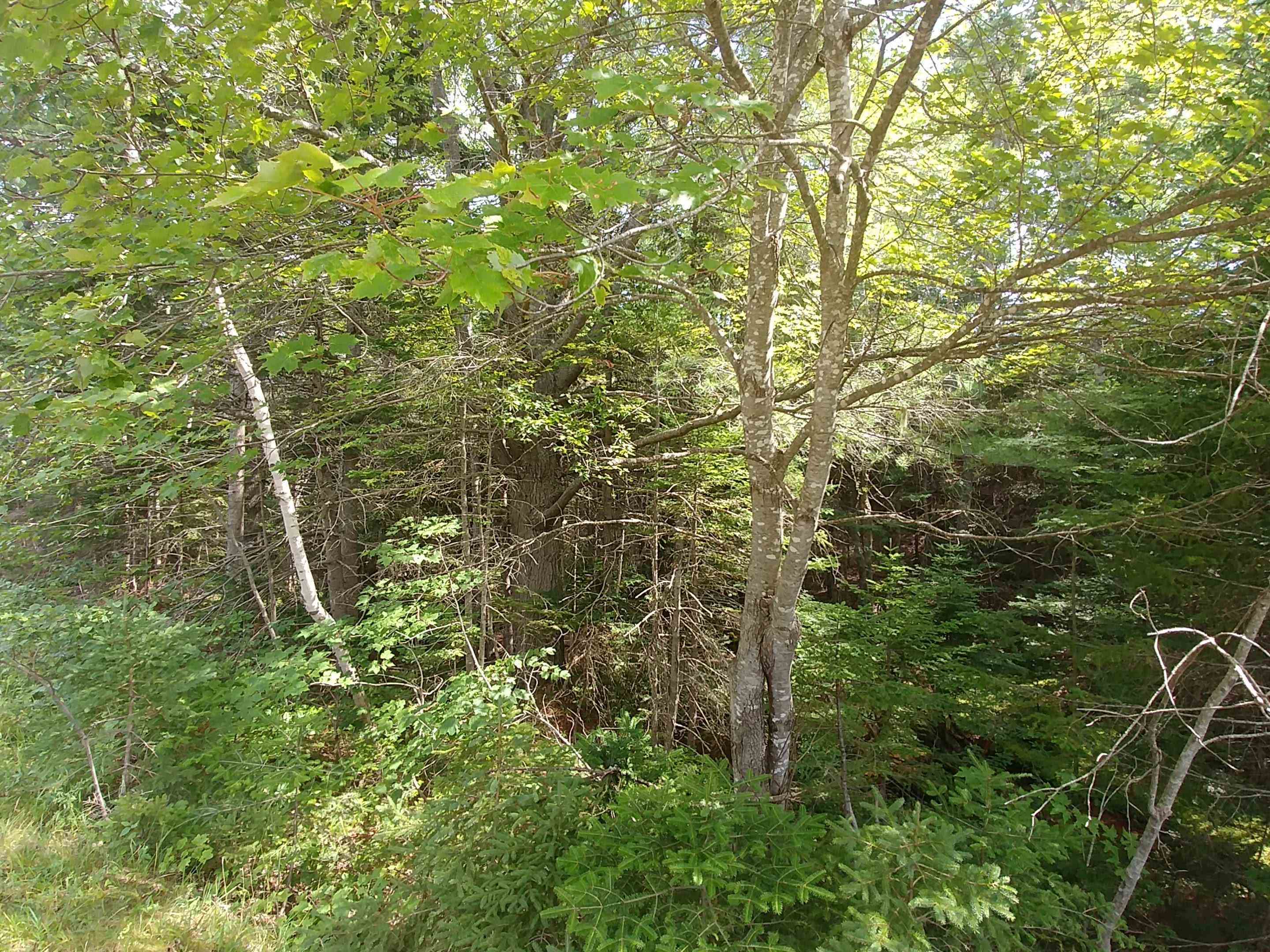 Property Photo:  Acreage Greek River Road  PE C0A 1W0 