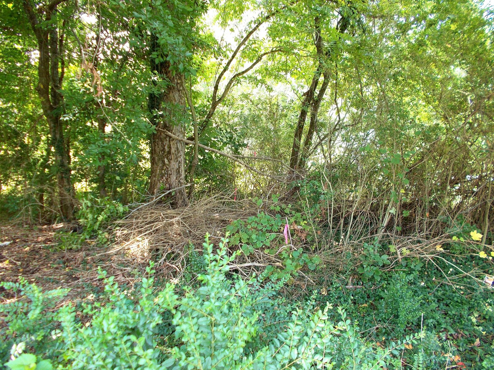 Property Photo: 0 W Walnut St TN 37055