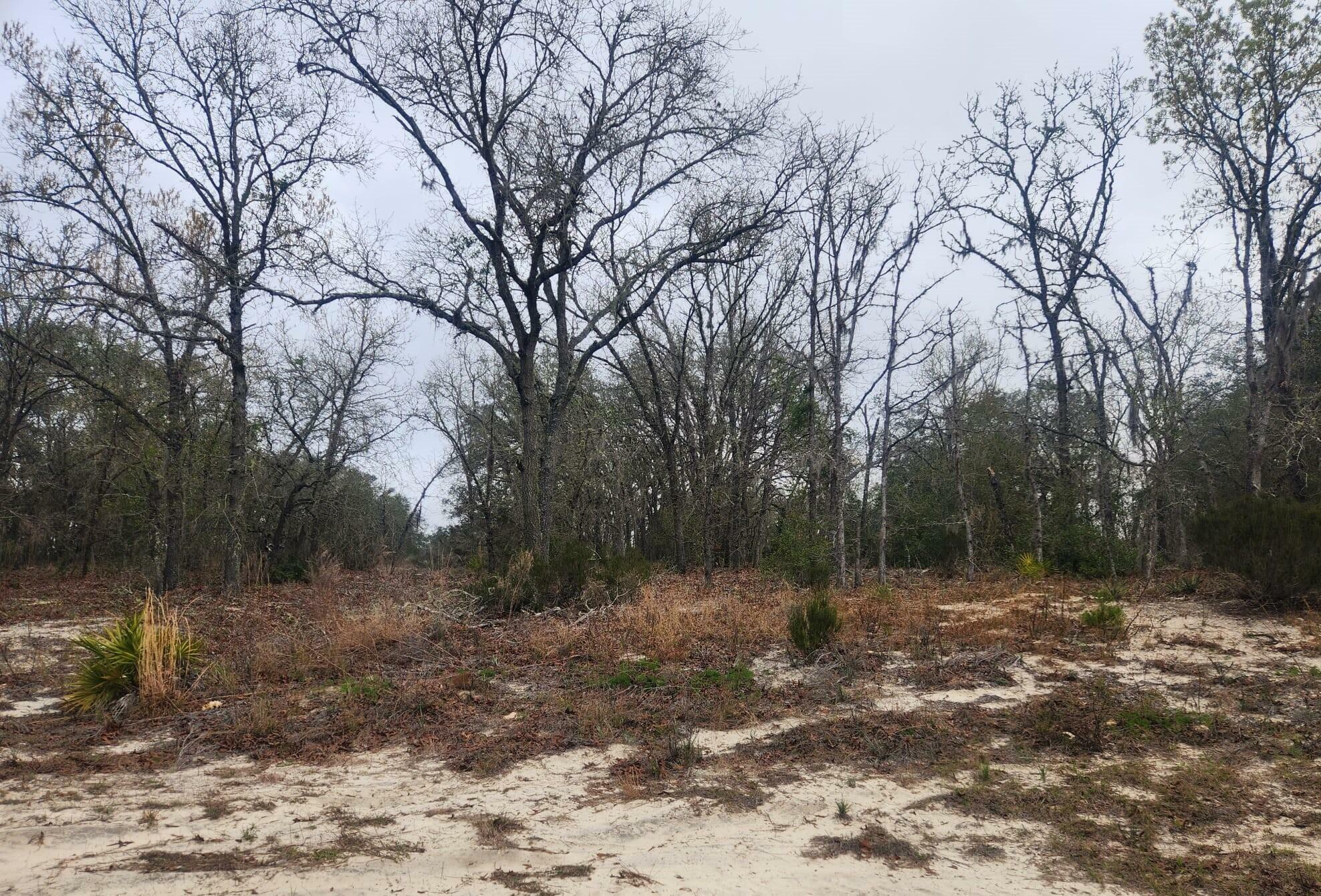 Property Photo:  147 SW 147 Street Road  FL 34473 