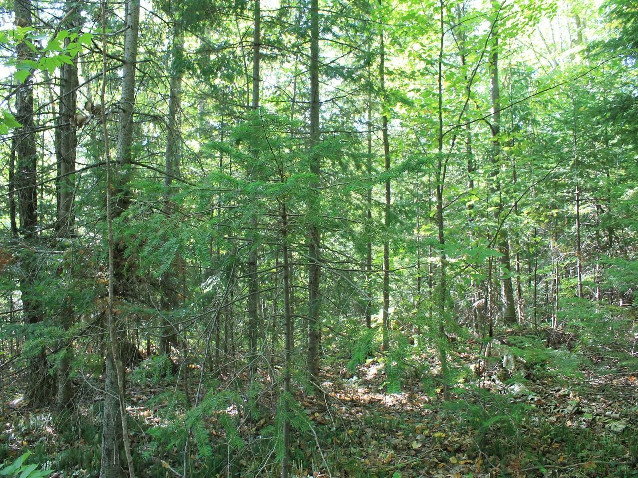 Property Photo:  Lot 16 Alpine Dr  WI 54565 