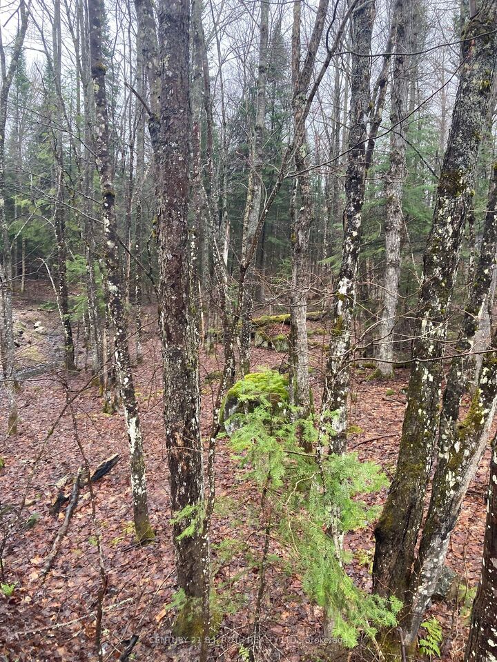 Property Photo:  66 Lake Haven Dr  ON P0A 1M0 