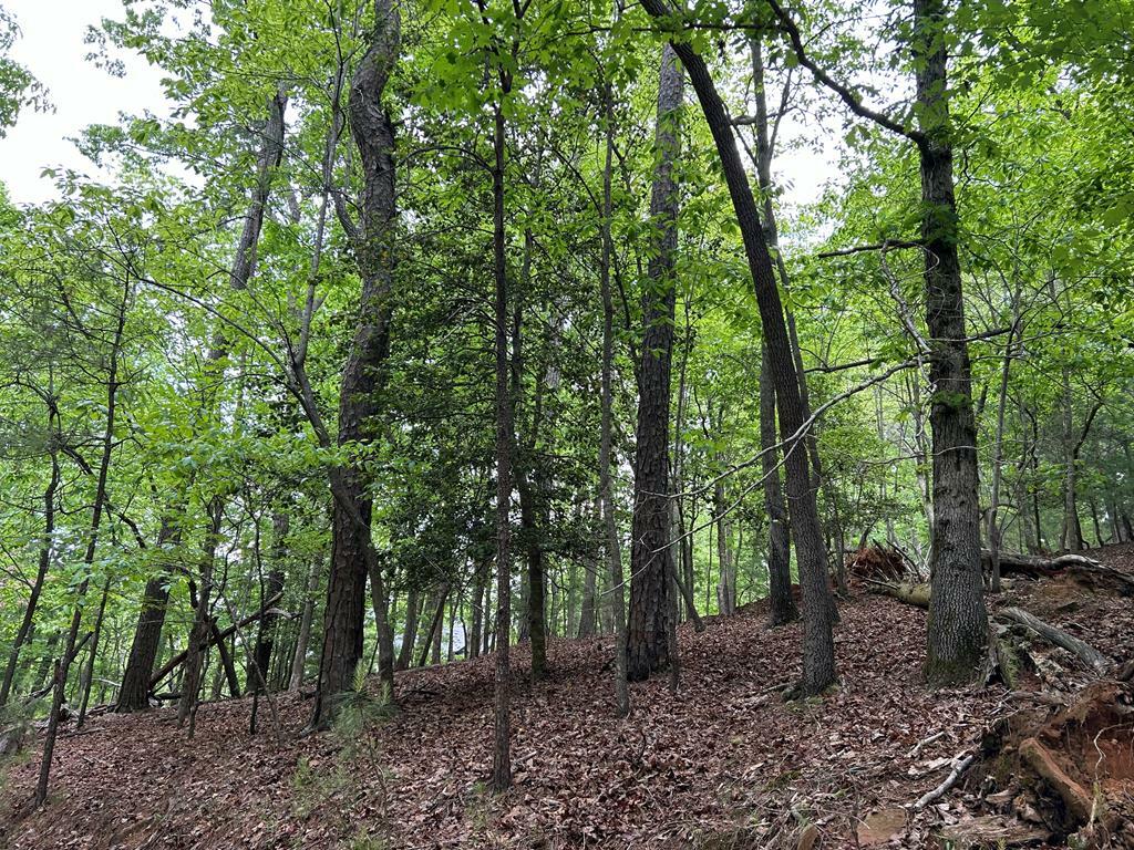 Property Photo: Lt595 Jonquil Lane GA 30540