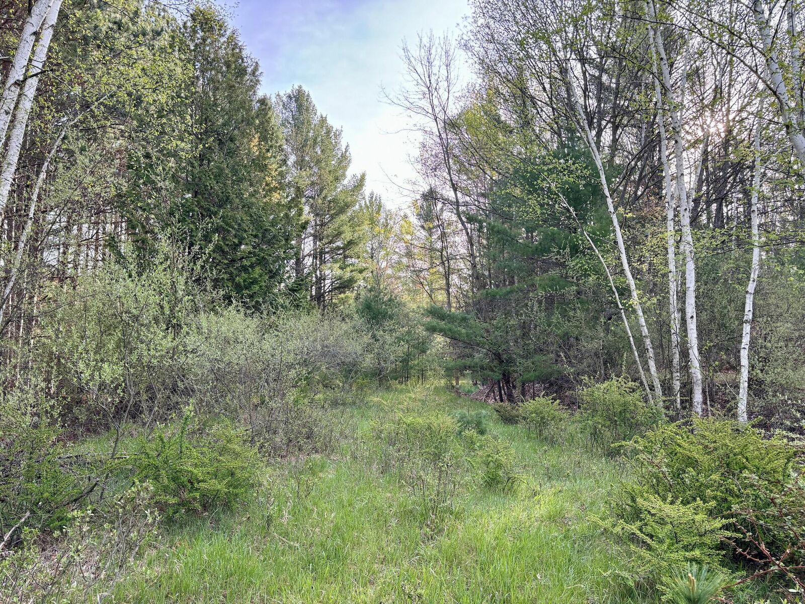 Property Photo: 0000 Red Apple MI 49660