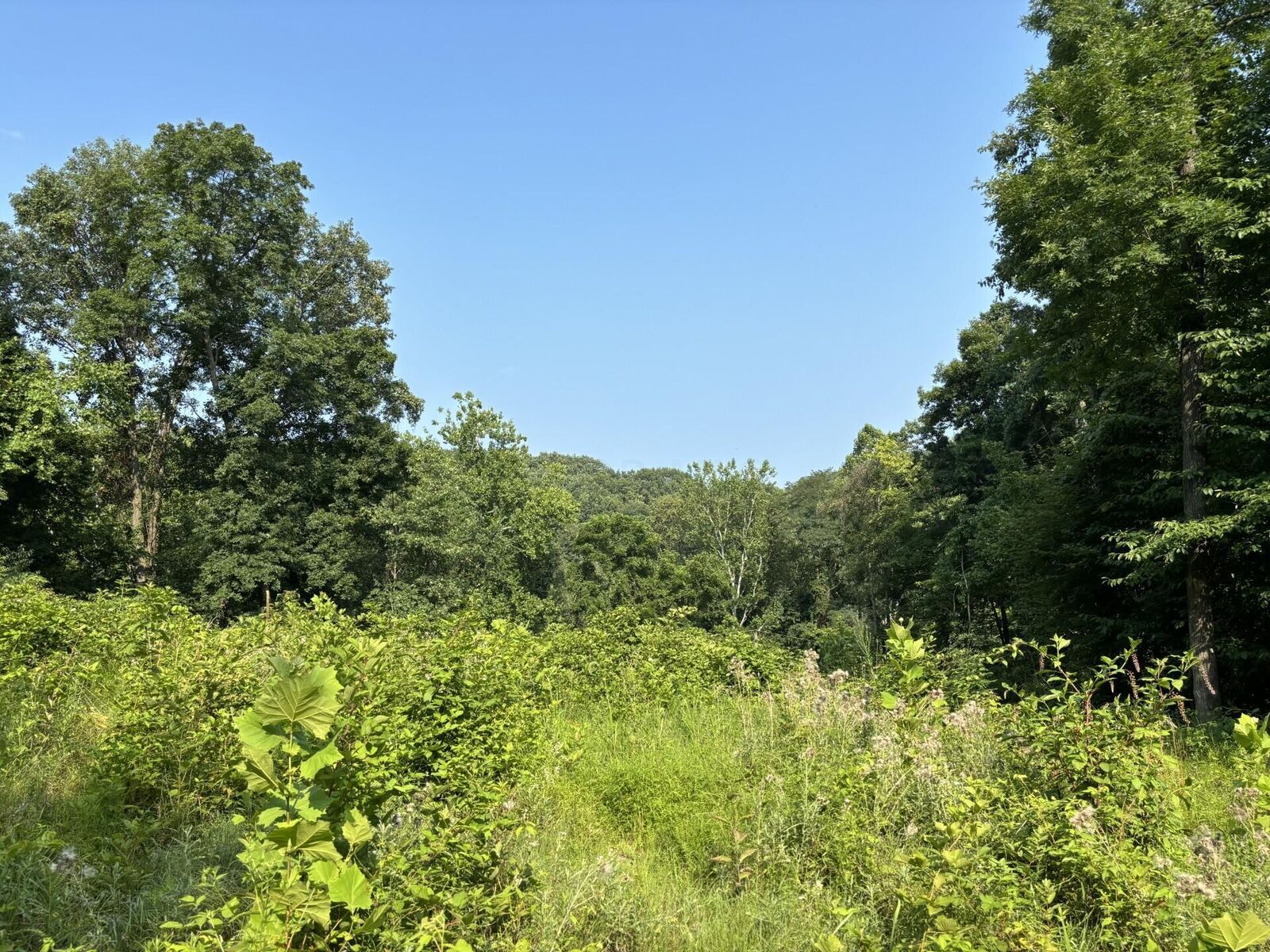 Property Photo:  2415 Audrey Drive  OH 43055 