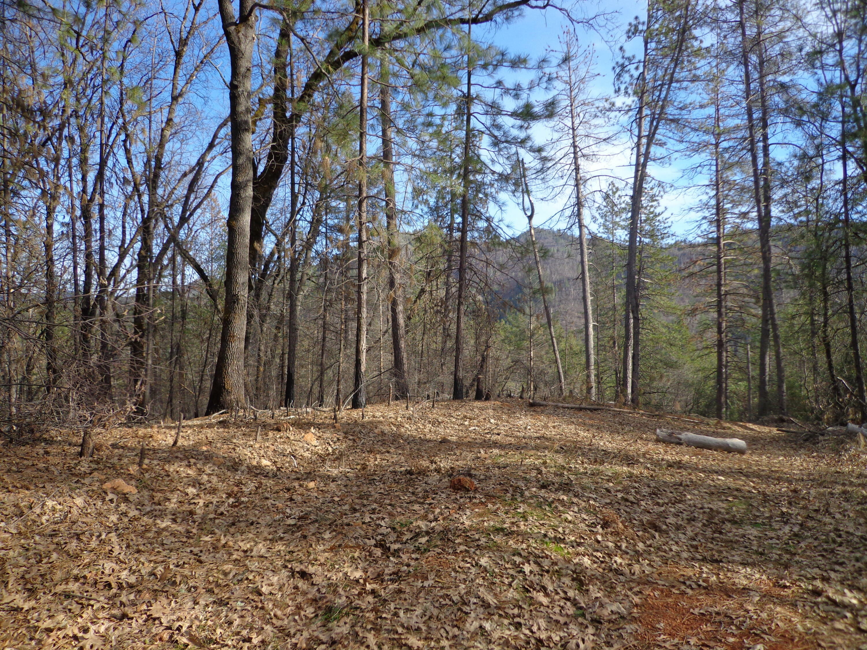 Property Photo:  5 Lots, Off Statton Rd  CA 96051 