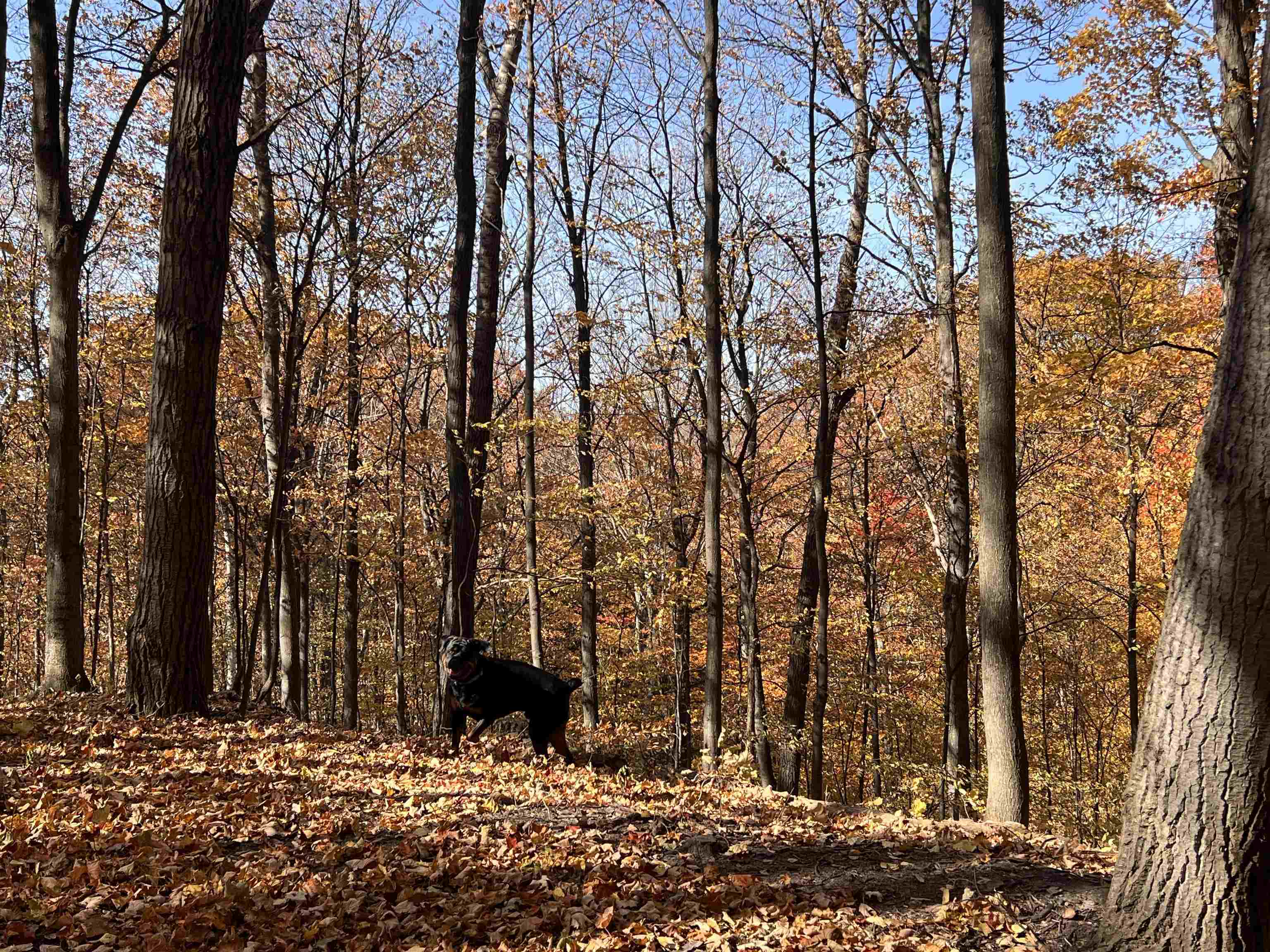 Property Photo: 00 E Wee Brook Lane MI 49654