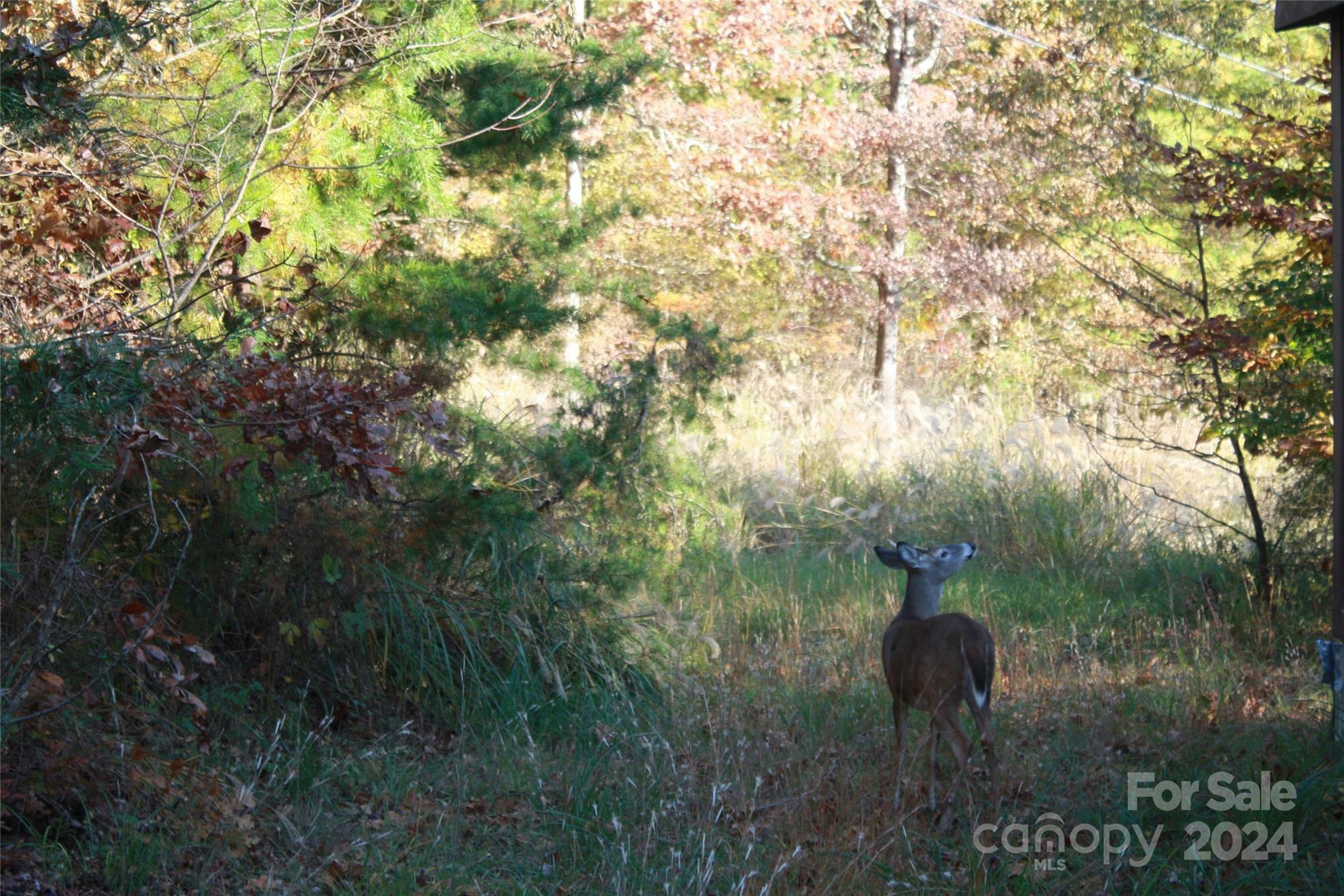 Property Photo:  159 Clarks Chapel Extension  NC 28787 