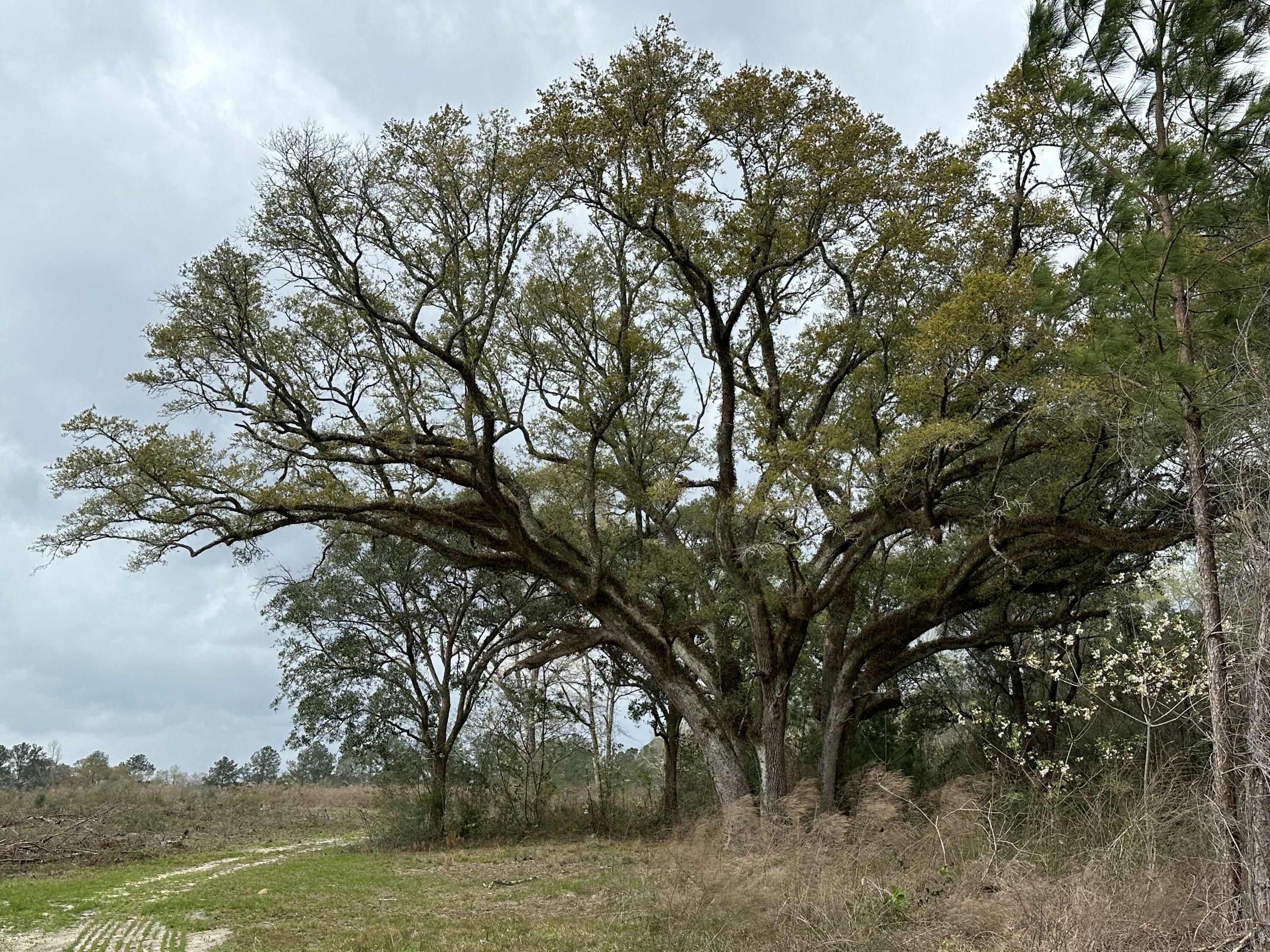 Property Photo:  Tract#6201 W County Hwy 181 South-02  FL 32433 