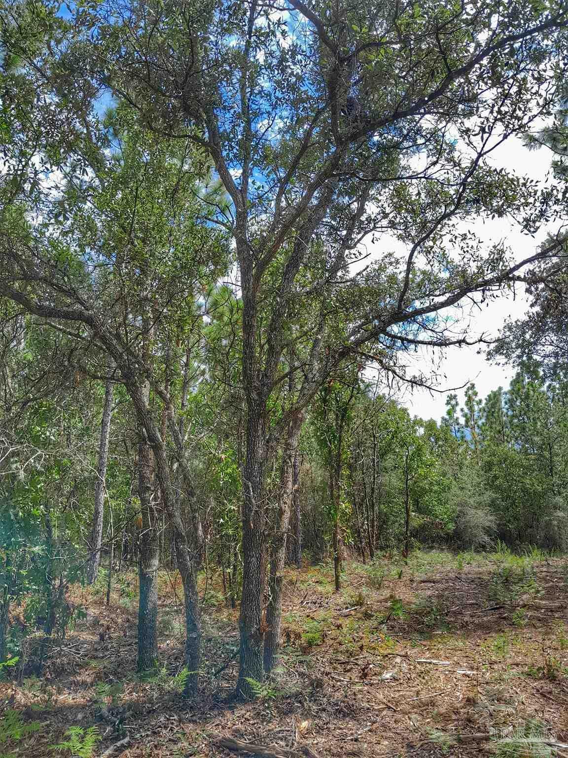 Property Photo:  Parcel B-2 Wildlife Rd  FL 32564 