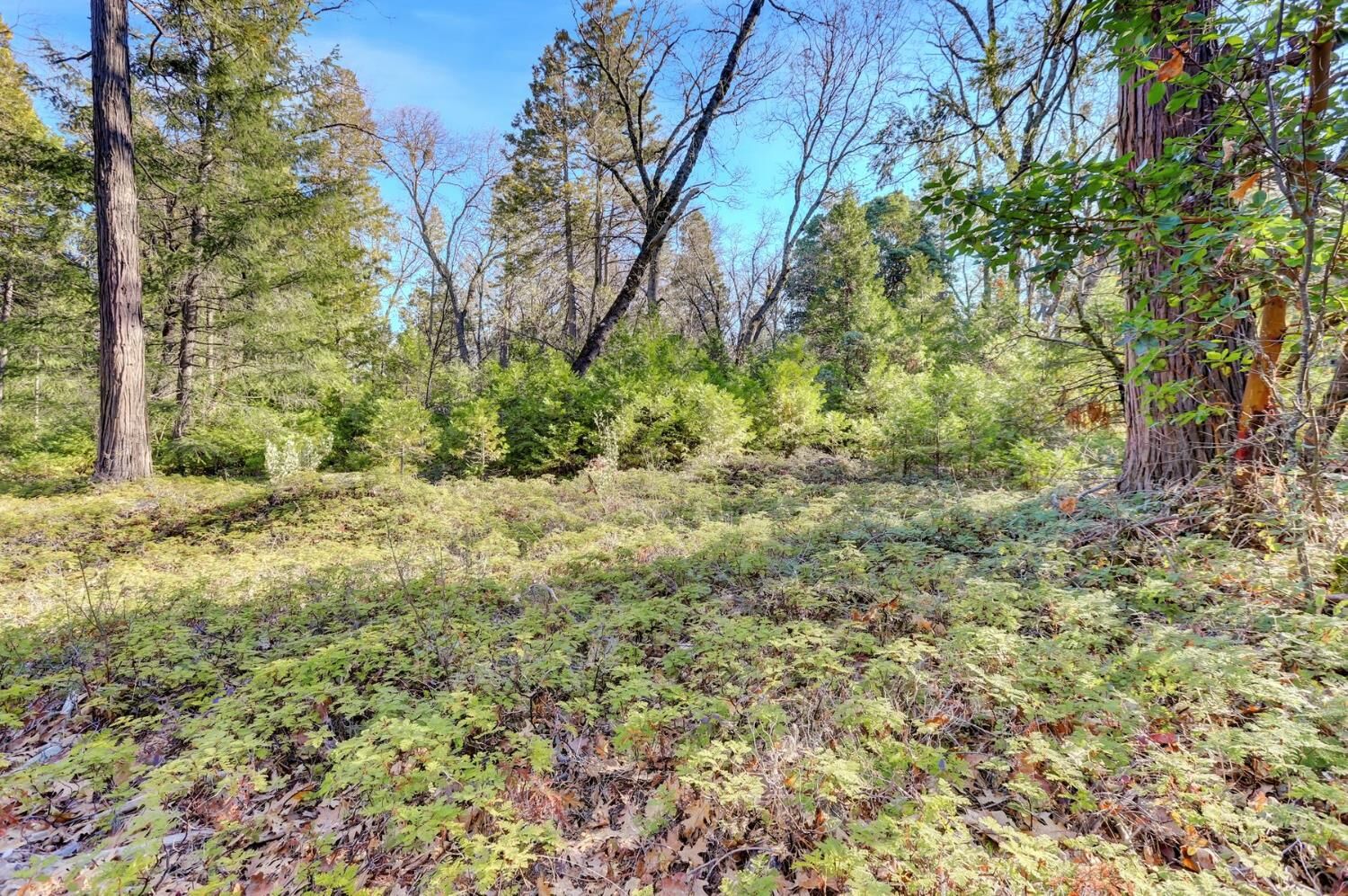 Property Photo: 0 Cedar Ridge Drive CA 95945