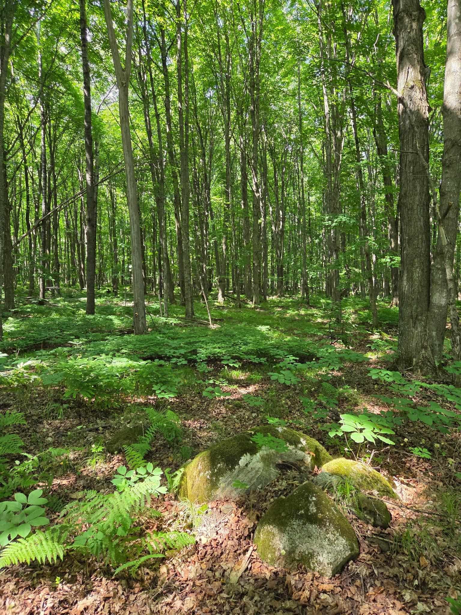 10555 Easement Road  Tipler WI 54542 photo