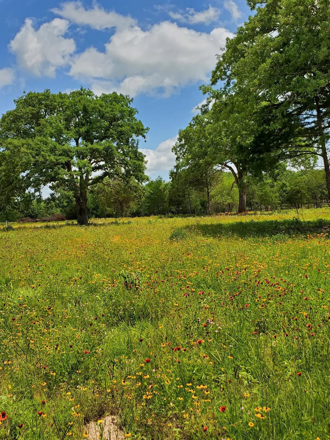 Property Photo:  Lot 21 Cr 389  TX 75846 