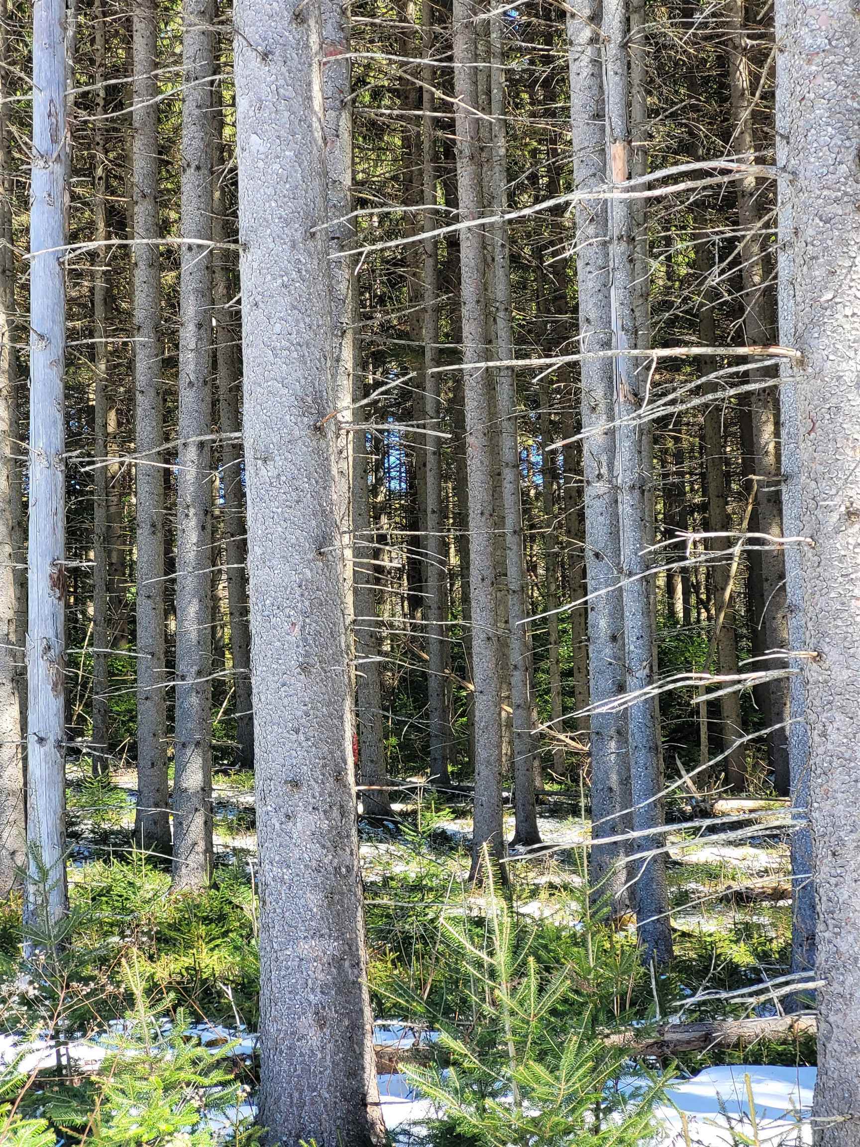 Property Photo: 210 Cow Hill Road VT 05873