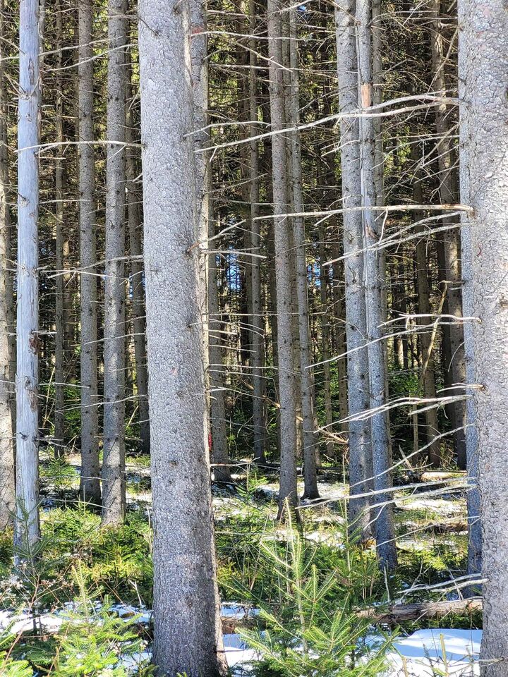 Property Photo:  210 Cow Hill Road  VT 05873 