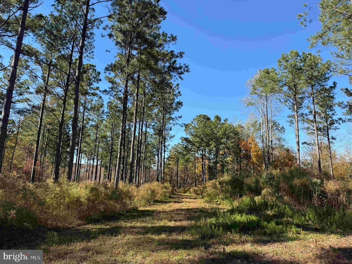 Property Photo:  Grey Farm Road-Jamesville, Nc (Tract Grey Farm)  NC 28516 