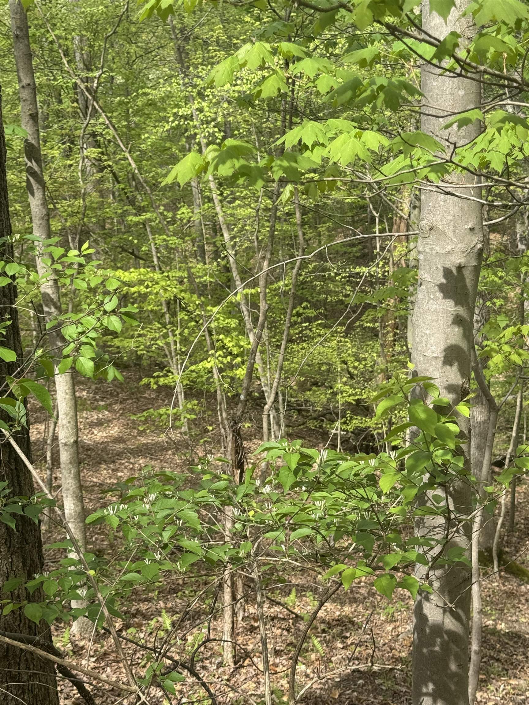 Property Photo: 0 Guyan River Road WV 25702